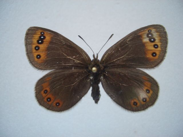 Erebia triaria hispanica female (aberration) Internet Image property of respective owner, non-commercial use only